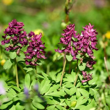 Corydalis solida Purple Bird - Colombina solida