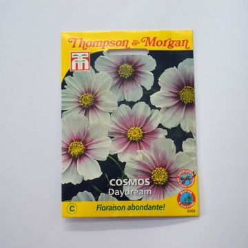 Cosmos Daydream - Cosmea