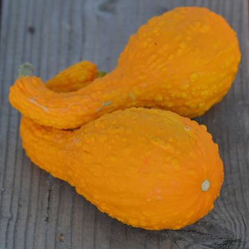 Zucchino Cou Tors Bio - Ferme de Sainte Marthe