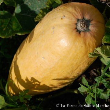 Zucca Pink Jumbo Banana Bio - Ferme de Sainte Marthe