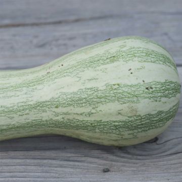 Zucca Yoeme Kama Striped Cushaw