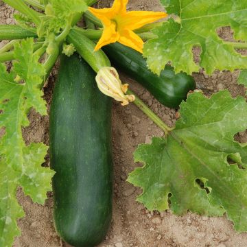 Zucchino Verde di Milano Bio - Ferme de Sainte Marthe