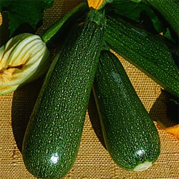 Zucchino Verde non coureuse