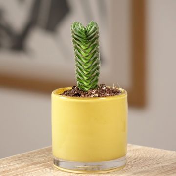 Crassula pyramidalis Buddha's Temple