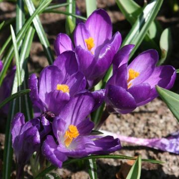 Crocus Flower Record - Croco