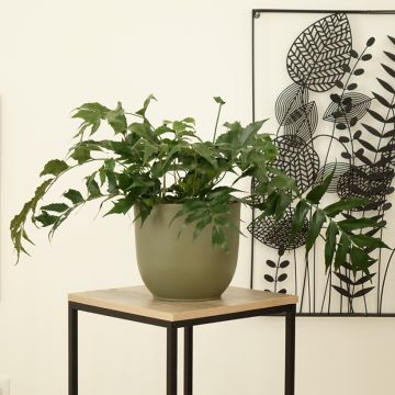 Cyrtomium falcatum - Felce falcata