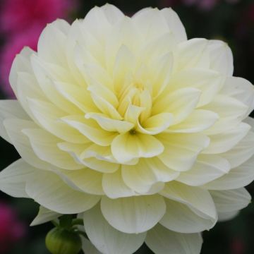 Dalia Dahlia Vanilla