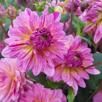 Dalia decorativa Tropical