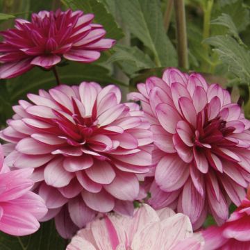 Dalia Lauren Michele