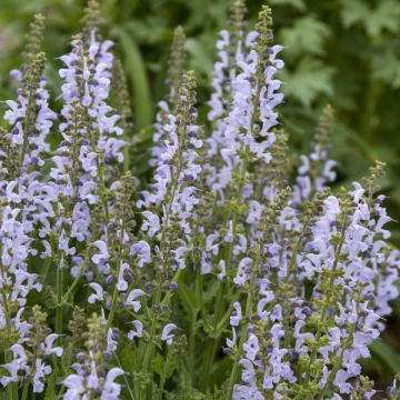 Salvia pratensis FASHIONISTA Vanity Flair - Salvia dei prati