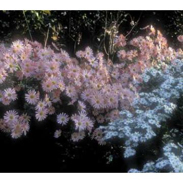 Dendranthema Hillside Pink Sheffield - Crisantemo