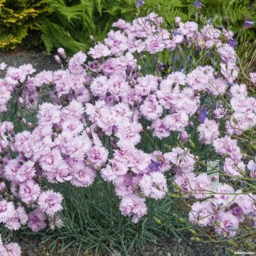 Dianthus plumarius Pike's Pink - Garofano strisciante