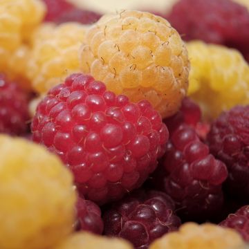 Lamponi Heritage rosso e Lamponi Fall Gold giallo