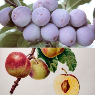 Duo impollinatore regine claudine in vaso