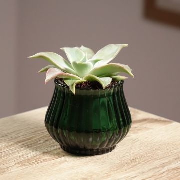 Echeveria Madiba