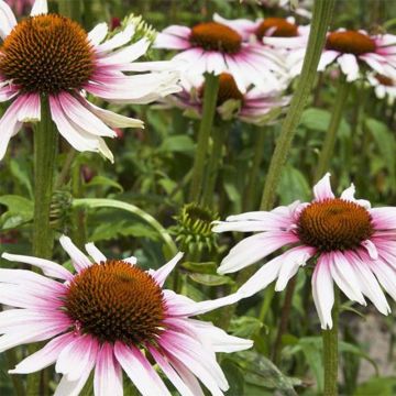 Echinacea purpurea Funky White