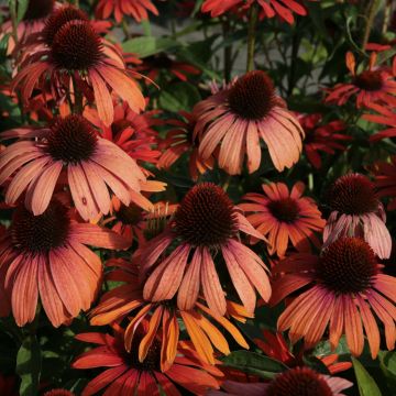 Echinacea Julia