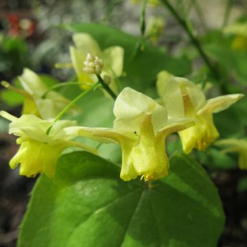 Epimedium pinnatum