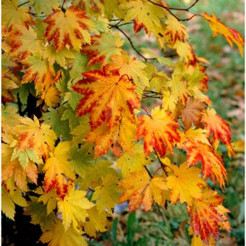 Acer japonicum Vitifolium - Acero giapponese