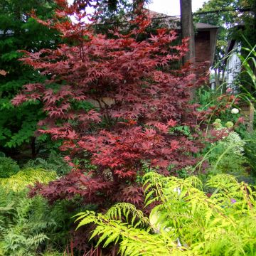 Acer palmatum Bloodgood - Acero giapponese