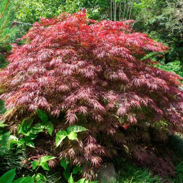Acer palmatum Crimson Queen - Acero giapponese