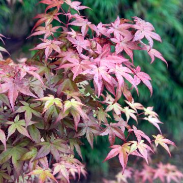 Acer palmatum Deshojo - Acero giapponese