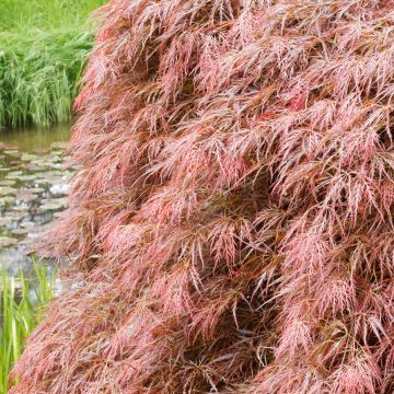 Acer palmatum Dissectum Garnet - Acero giapponese
