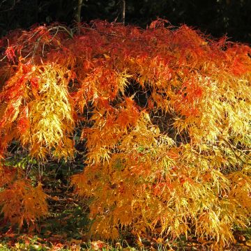 Acer palmatum Orange Flame - Acero giapponese