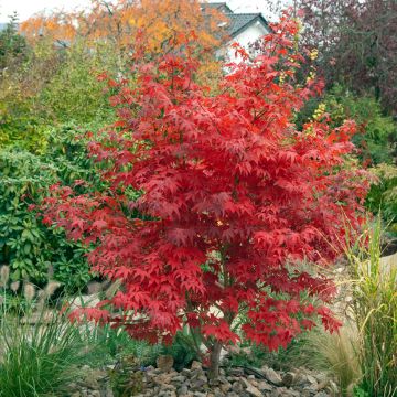Acer palmatum Osakazuki - Acero giapponese