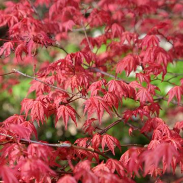 Acer palmatum Shindeshojo - Acero giapponese