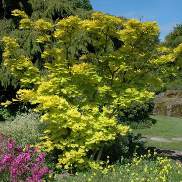 Acer shirasawanum Aureum - Acero giapponese