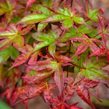 Acer palmatum Beni Maiko - Acero giapponese