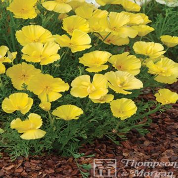 Eschscholzia Butter Bush - Papavero della California