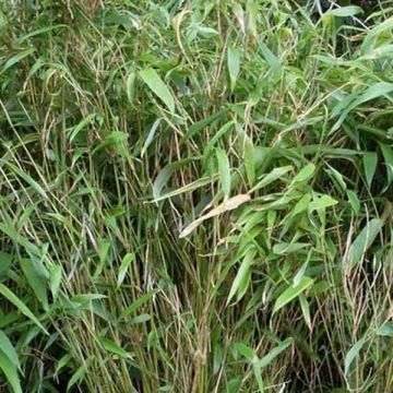 Fargesia murielae Bimbo