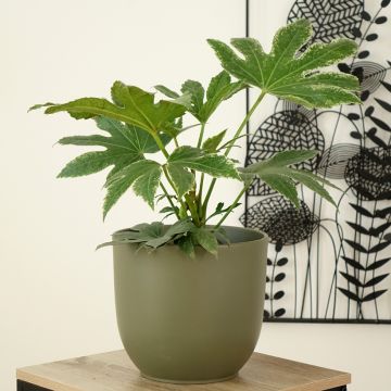 Fatsia japonica Spider's Web