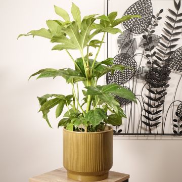 Fatsia japonica - Aralia giapponese