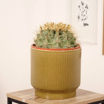 Ferocactus glaucescens