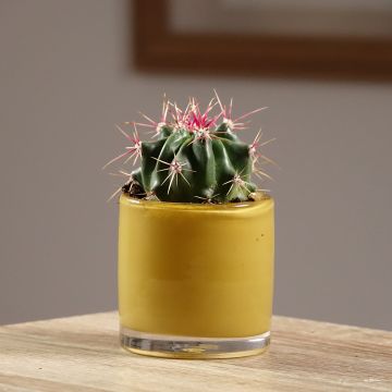 Ferocactus latispinus