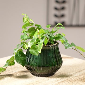 Ficus pumila Arina - Fico rampicante