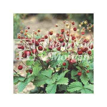 Fragolina di bosco Woodland