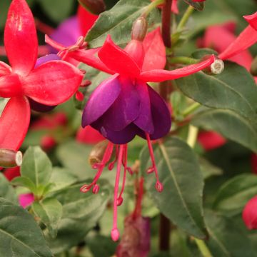 Fuchsia Jollies Nantes - Fucsia