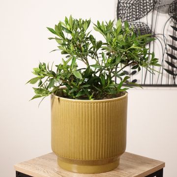 Gardenia Perfumed Petticoats