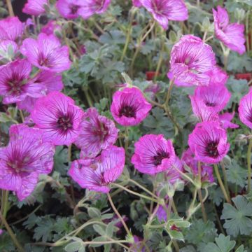 Geranium cinereum Carol