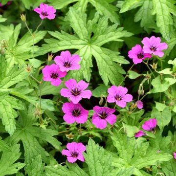 Geranium Patricia