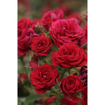 Rosa ad alberello Global Hit