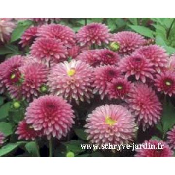 Dalia nana Cheeky Glow