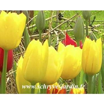 Tulipano Trionfo Golden Melody