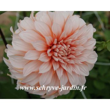 Dalia decorativa Gordon Hoston