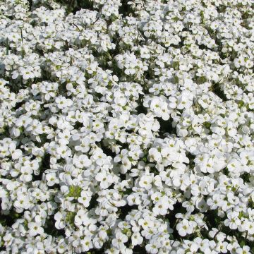 Arabis caucasica Snowball (semil)