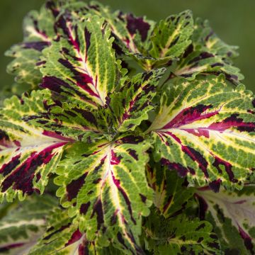 Coleus Mezmerize​ Mosaic (semi) - Coleo